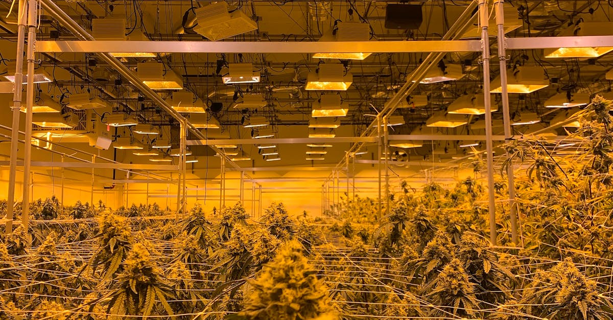 The Benefits of Full-Spectrum LED Grow Lights for Cannabis